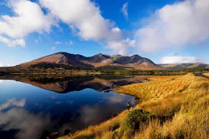 Tour image of Wild Red Deer viewing safari with expert guide. Connemara, Galway