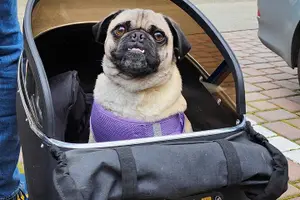 Tour image of Monterey Bay Famous Dog Friendly Electric Bike and Sidecar Tour