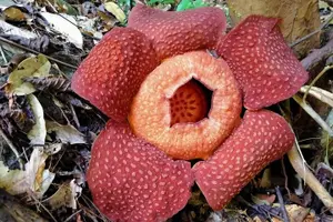 Tour image of Cameron Highlands: Nature's Wonder Amazing Rafflesia Explorer