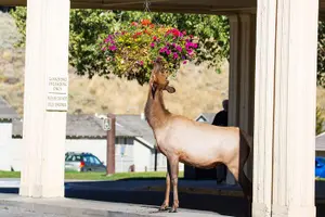 Tour image of Best of Yellowstone - Guided National Park Safari Tour