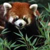 Image of Zoos & Wildlife Parks