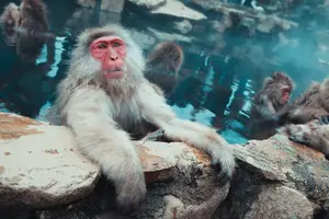 Tour image of Private roundtrip transport: to/from Snow Monkey Park