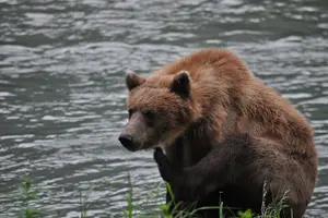 Tour image of Wildlife Safari & Bear Viewing from Skagway