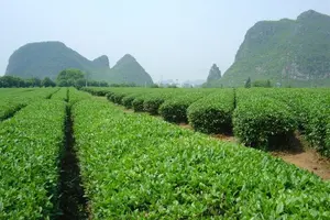 Tour image of Private Tour: Yao Mountain and Tea Plantation from Guilin