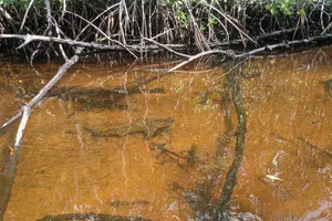 Tour image of Manatees and Mangrove Tunnels Small Group Kayak Tour