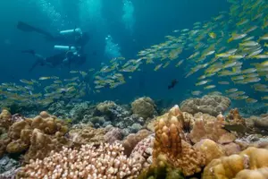 Tour image of Discover SCUBA Diving