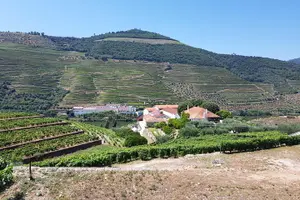 Tour image of Douro Valley for Wine Lovers with Visit to 3 Vineyards and Lunch at a Winery