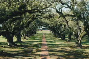 Tour image of Oak Alley Plantation and Small Airboat Tour from New Orleans