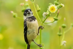 Tour image of 5-Hour Private Birdwatching Experience in San Juan La Laguna