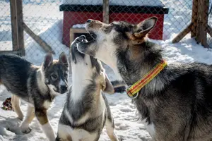 Tour image of Meet 70 Huskies and Enjoy a short ATV Tour with the Huskies