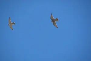 Tour image of Birdwatching day around Sagres