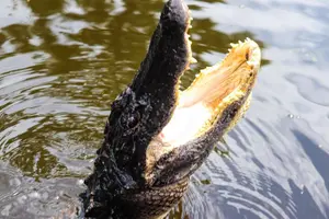 Tour image of New Orleans Airboat Ride