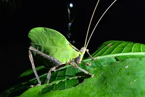 Tour image of DE 2 Hour Night Walk POR Finca Lantana Monteverde
