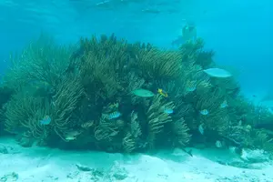 Tour image of Stingray City, Snorkeling, & StarFish Adventure