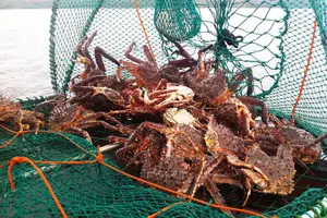 Tour image of Full-Day Trip: King Crab Safari to Norway from Saariselkä Including Lunch