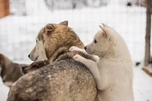Tour image of Lapland Reindeer and Husky Safari from Rovaniemi