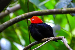 Tour image of Manuel Antonio National Park Hiking Guided Tour