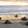 Image of Eco Tours