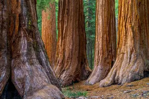 Tour image of Small Group Redwoods, California Coast & Sausalito Day Trip from San Francisco