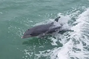 Tour image of 1 Hour Dolphin Dash
