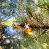 Image of Wildlife Encounters