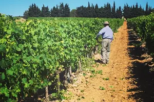 Tour image of Private Half-Day Languedoc Wine Tour from Sète