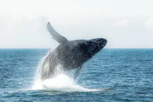 Tour image of Whale Watching Trips to Stellwagen Bank Marine Sanctuary. Guaranteed sightings!