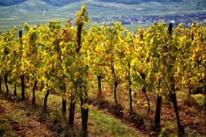 Tour image of Alsace and Germany Full Day Private Wine Tour from Strasbourg