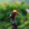 Image of Bird Watching
