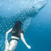 Image of Dolphin Watching