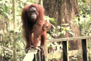 Tour image of Day Trip Sepilok Orang-utan And City Tour (Flight Excluded)
