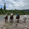 Image of Pack Animal Tours