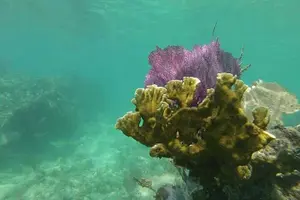 Tour image of Coral Reef Snorkeling Tour