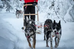Tour image of Arctic Afternoon Eco Experience (14:00-17:00- driving the sled)