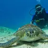 Image of Wildlife Watching