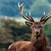 Image of Safaris