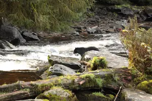 Tour image of Alaskan Bear Encounter by Land & Sea
