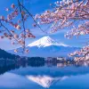 Image of Cherry Blossom