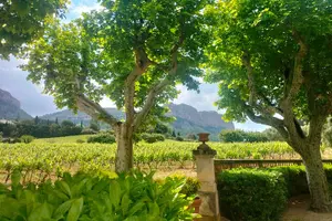 Tour image of Mediterranean Dream : Cassis, Calanques Boat Ride & Appetizer