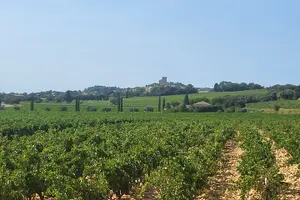 Tour image of Wine Tasting Tour at Châteauneuf du Pape