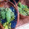 Image of Wine Tastings