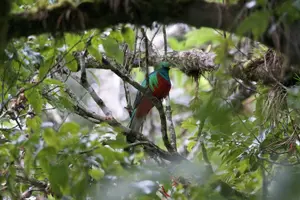 Tour image of Half-Day Shared Tour to The Quetzal Birdwatching from Coban
