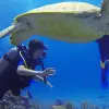 Image of Scuba Diving