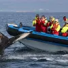 Image of Wildlife Encounters