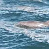 Image of Swim with Dolphins