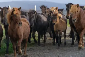 Tour image of Private Golden Circle Tour by Luxury SUV from Reykjavik
