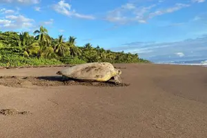 Tour image of Small Group Tortuguero Turtle Nesting Tour