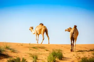 Tour image of Overnight Camping in Bedouin Oasis - Ras al Khaimah