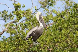 Tour image of Nauti Exposures - Guided kayak tour through the Mangroves