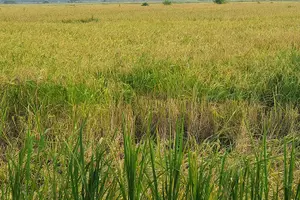 Tour image of Hanoi Jeep Tour: Red River Countryside Culture & Daily Life